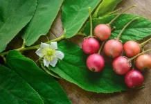 Daun Kersen atau Daun Talok Sebagai Pengobatan Tradisional