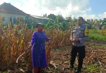 Polisi Terjun Turun Tangan Kawal Panen Jagung Medewi