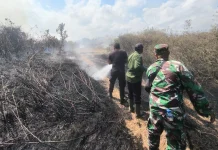 Lahan 1,5 Hektar di Pekutatan Terbakar, Damkar Berjibaku Padamkan Si Jago Merah