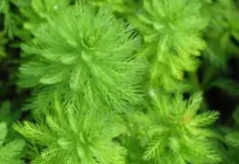 Parrot Feather, Flora Air Eksotis Bertekstur Lembut Penyeimbang Kolam Hias