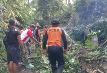 Pohon Tumbang Tutup Jalan, Akses Warga Klungkung Terganggu