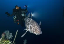 Kembali Ditemukan Belasan Ikan Purba Coelacanth di Perairan Sulawesi Utara