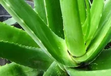 Atasi Masalah Kulit hingga Pencernaan, Ini Ragam Manfaat Alami Lidah Buaya