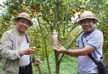 Unud Kembangkan Teknologi Murah Kendalikan Lalat Buah
