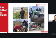 Tenaga Kerja Teknis Indonesia Mengisi Sektor Pertanian Berteknologi di Jepang