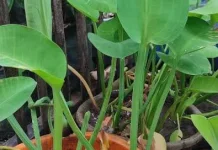 Singkap Pesona Tanaman Genjer, Flora Sawah Bergizi Tinggi Pilihan Kuliner Sehat
