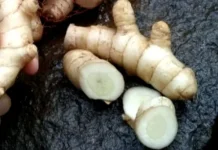 Temu Putih Rempah Herbal dengan Beragam Potensi Manfaat Kesehatan