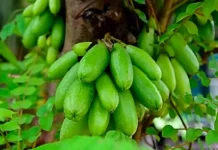 Manfaat Belimbing Wuluh untuk Kesehatan Tubuh