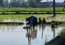 Hadapi Risiko Gagal Panen, Distan Denpasar Ajukan AUTP