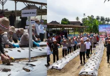 Bali menuju Swasembada Bawang Putih