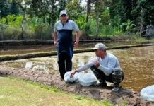 Minapadi Berbasis Subak Tumbuhkan Sentra Benih Nila Danau Batur