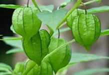 Mengenal Kandungan Aktif Daun Ciplukan