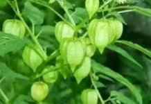 Cara Mengolah Daun Ciplukan yang baik untuk kesehatan