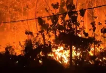 Bakar Sampah Picu Kebakaran 50 Are Lahan di Jembrana