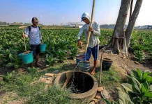El Nino Tekan Produktivitas Petani Buleleng
