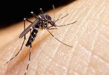 Belum Ditemukan Kasus Zika di Bali, Dinkes Perkuat Deteksi Dini