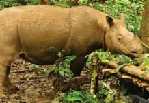 Tersisa Dua Ekor Badak Kalimantan di Ambang Kepunahan