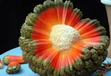 Tumbuh di Pesisir, namun Jarang Ditemui di Meja Makan