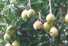 Wani Ngumpen, Mangga Bali yang Hampir Tak Punya Biji