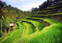 Sawah Bali Susut 10.548 Hektare, BEM Pertanian Unud Soroti Krisis Regenerasi Petani
