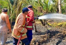 Gerak Cepat Damkar Jembrana Padamkan Dua Kebakaran Lahan