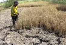 Dampak Kemarau, Petani Bali Beli Air hingga Gunakan Irigasi Tetes