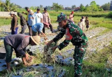 Panen Perdana Bawang Merah di Subak Celuk Dukung Ketahanan Pangan