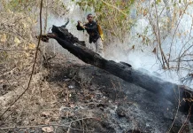 Kolaborasi Tangani Karhutla di Buleleng, Wujud Sinergi Pengelolaan Hutan di Bali
