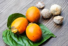 Kenali Buah Pinang Manfaat dan Bahayanya