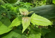 Daun Balakacida Apakah Aman Dikonsumsi?