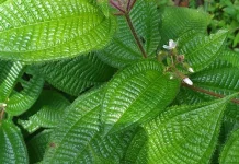 Apa Manfaat Daun Harendong Bulu? Mari kita Cek!