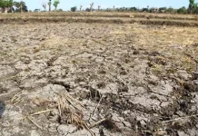Lahan Pertanian di Seraya Karangasem Dibiarkan Kosong akibat Kemarau Panjang