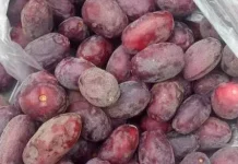 Mengenal Buah Kelampitan Bali, Buah Langka yang Kian Sulit Ditemui