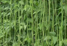 Mengenal Kacang Panjang, Polong-Polongan Populer yang Kaya Nutrisi