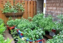 Ubah Halaman Jadi Oase Hijau, Membuat Kebun di Rumah