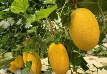 Jarang Diketahui, Buah Melon ternyata Punya Manfaat Besar untuk Kesehatan Tulang