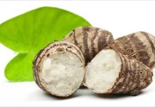 Talas, Alternatif Karbohidrat Kaya Serat dan Kalium Selain Nasi