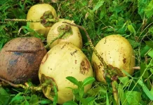 Nyuh Rangda, Kelapa Unik Bali yang Sarat Makna Spiritual