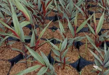 Mengenal Jahe Wulung, Tanaman Eksotis yang Kaya Potensi Herbal