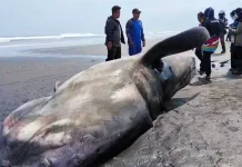Tragis, Hiu Paus Jantan 8 Meter Mati Terdampar di Pesisir Jembrana