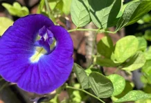 Bunga Telang, Si Cantik Berwarna Biru yang Ampuh Tangkal Radikal Bebas