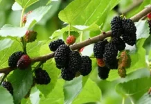 Intip Potensi Herbal Lokal, Daun Murbei Efektif Stabilkan Gula Darah dan Jantung