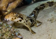 Hiu Betina di Tennessee Aquarium Berhasil Menetas tanpa Pejantan