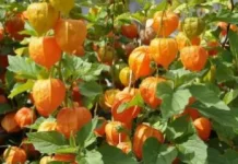 Tak Sekadar Buah Liar, Ini Beragam Manfaat Ciplukan untuk Kesehatan