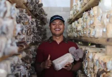 Alur Produksi Gede Jamur di Desa Pidpid Laga