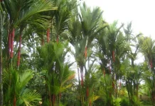 Manfaat Menanam Palem Merah di Rumah