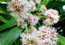 Dracaena Fragrans: Si "Pohon Besi" yang Membawa Wangi Surgawi dan Udara Bersih