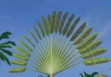 Pisang Kipas, Sang "Penunjuk Arah" yang Menghadirkan Kemegahan Arsitektur Alami