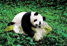 Studi Ungkap Rahasia Evolusi Pola Makan Panda Purba