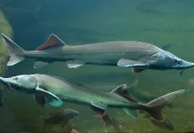 Sturgeon Makhluk Purba Air Tawar Berumur Ratusan Tahun